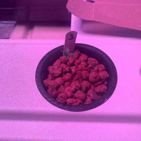 Strawberry Cough #3 growlog timeline photo