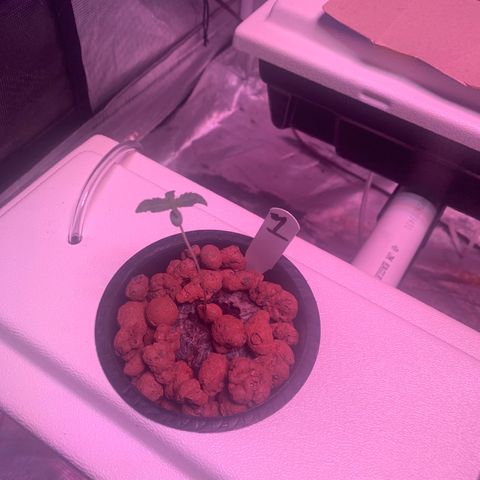 Strawberry Cough #1 growlog timeline photo