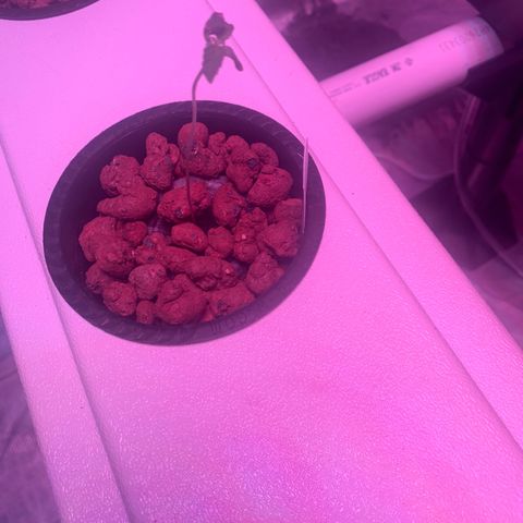 Strawberry cough #5 growlog timeline photo