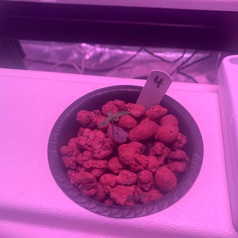 Strawberry cough #4 growlog timeline photo
