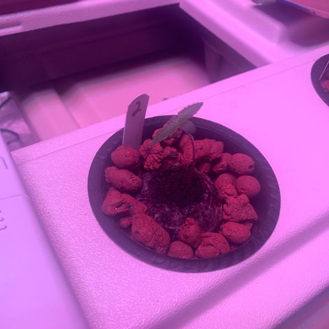 Strawberry Cough #2 growlog timeline photo