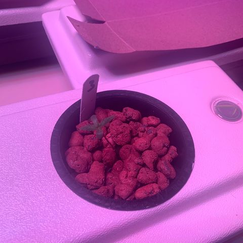 Strawberry Cough #3 growlog timeline photo