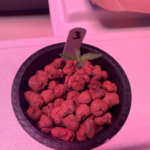 Strawberry Cough #3 growlog timeline photo