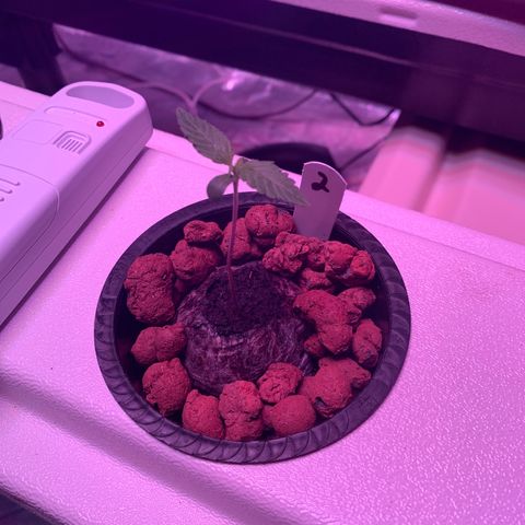 Strawberry Cough #2 growlog timeline photo
