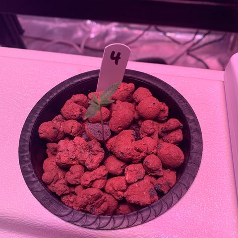 Strawberry cough #4 growlog timeline photo