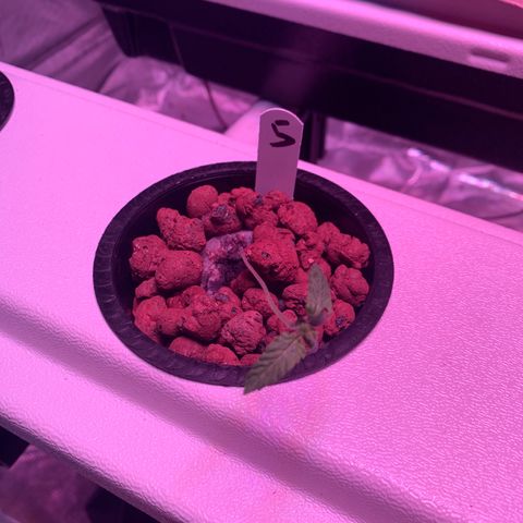 Strawberry cough #5 growlog timeline photo