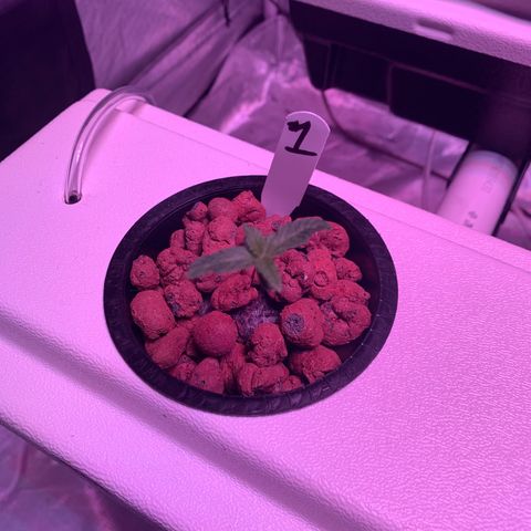 Strawberry Cough #1 growlog timeline photo