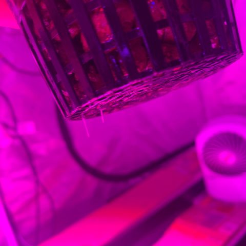 Strawberry Cough #1 growlog photo: Roots started 