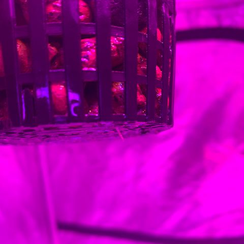 Strawberry Cough #3 growlog photo: Roots started