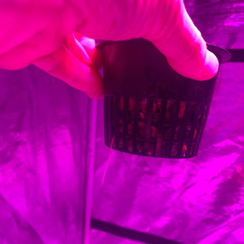 Strawberry Cough #2 growlog photo: Roots stared 