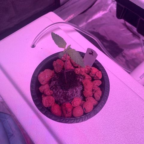 Strawberry Cough #2 growlog timeline photo