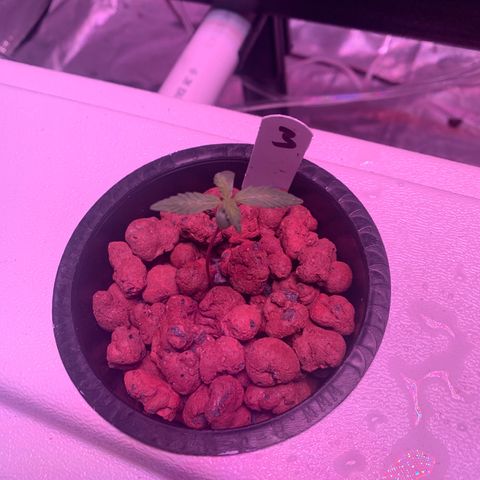 Strawberry Cough #3 growlog timeline photo