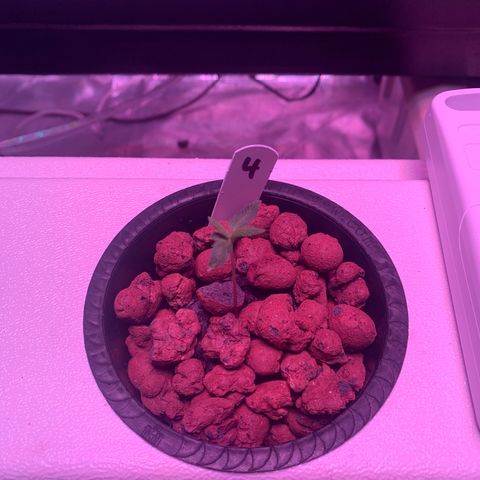 Strawberry cough #4 growlog timeline photo