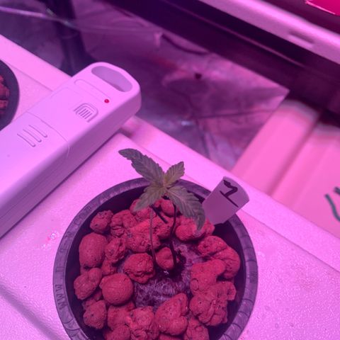 Strawberry Cough #1 growlog timeline photo