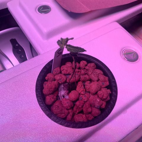 Strawberry cough #5 growlog photo: Super floppy. ? Survival. Stem whitened. 
