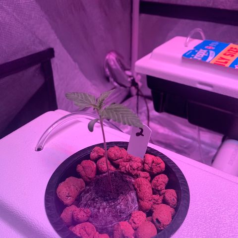 Strawberry Cough #2 growlog timeline photo