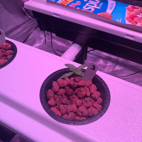 Strawberry Cough #3 growlog timeline photo