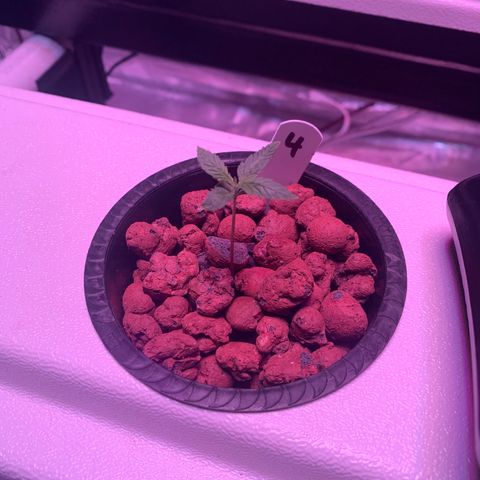 Strawberry cough #4 growlog timeline photo