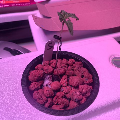 Strawberry cough #5 growlog timeline photo