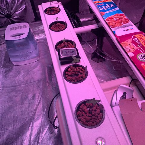 Strawberry cough #5 growlog photo: No nutrients. Recovery from bad sugar daddy