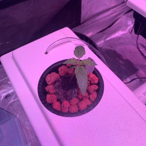 Strawberry Cough #2 growlog timeline photo