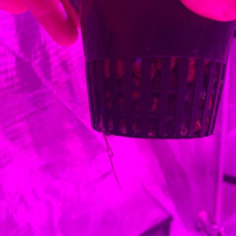 Strawberry Cough #2 growlog timeline photo