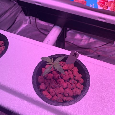 Strawberry Cough #3 growlog timeline photo