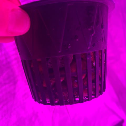Strawberry Cough #3 growlog timeline photo
