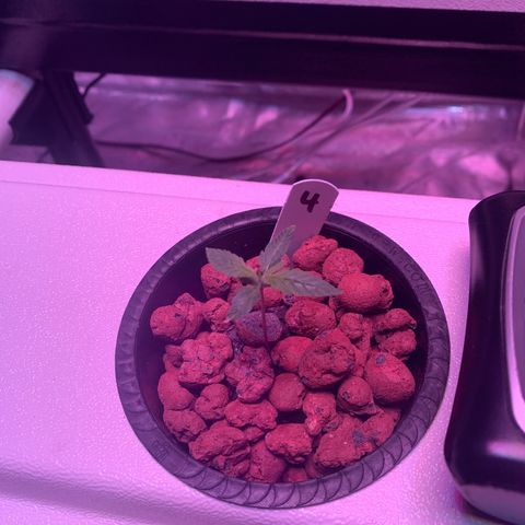 Strawberry cough #4 growlog timeline photo
