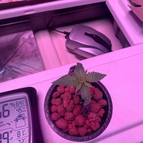 Strawberry Cough #1 growlog timeline photo