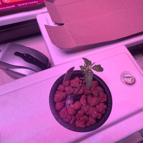 Strawberry cough #5 growlog timeline photo