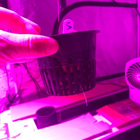 Strawberry cough #5 growlog timeline photo