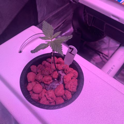 Strawberry Cough #1 growlog timeline photo