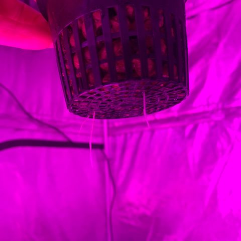 Strawberry Cough #1 growlog timeline photo