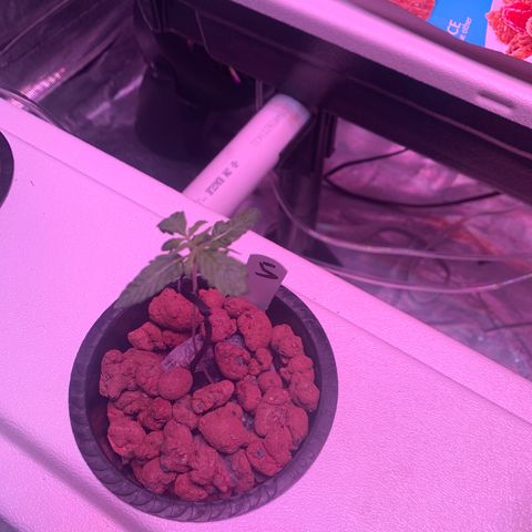 Strawberry cough #5 growlog timeline photo