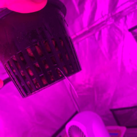 Strawberry cough #5 growlog timeline photo