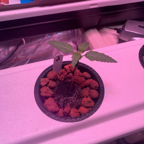 Strawberry Cough #2 growlog timeline photo