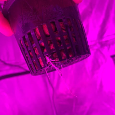 Strawberry Cough #2 growlog timeline photo