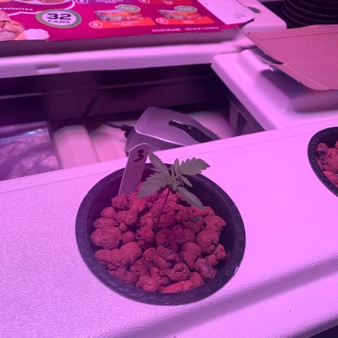 Strawberry Cough #3 growlog timeline photo