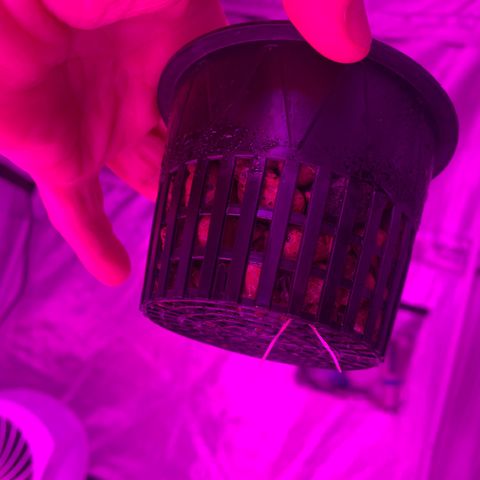 Strawberry Cough #3 growlog timeline photo
