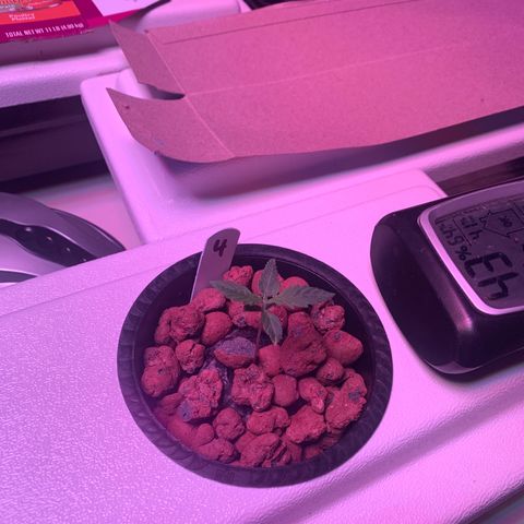 Strawberry cough #4 growlog timeline photo