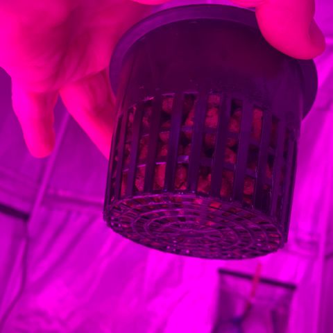 Strawberry cough #4 growlog timeline photo