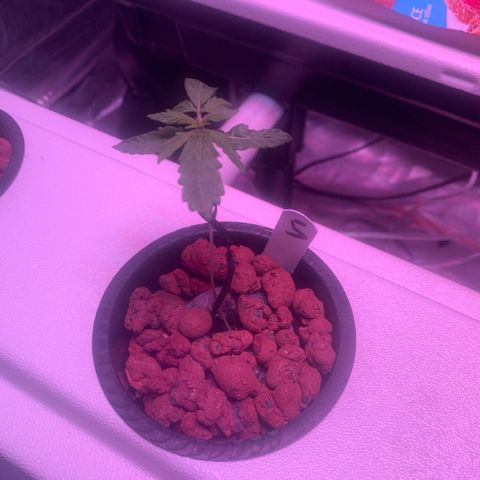 Strawberry cough #5 growlog timeline photo