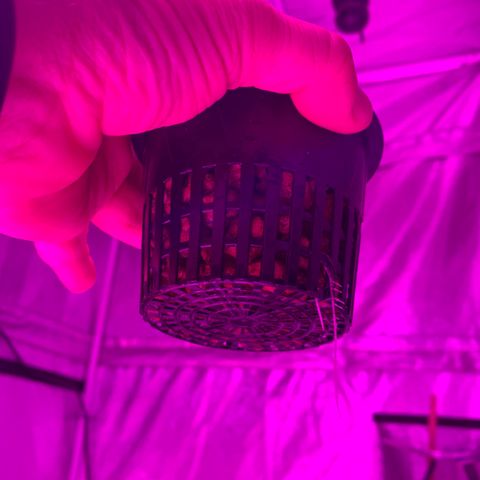 Strawberry cough #5 growlog timeline photo