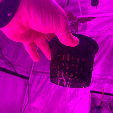 Strawberry Cough #2 growlog timeline photo
