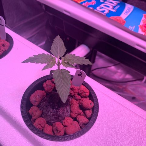 Strawberry Cough #2 growlog timeline photo
