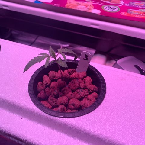 Strawberry Cough #3 growlog timeline photo