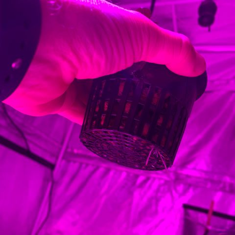 Strawberry Cough #3 growlog timeline photo
