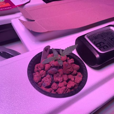 Strawberry cough #4 growlog timeline photo