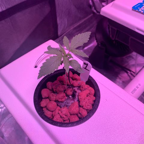 Strawberry Cough #1 growlog timeline photo